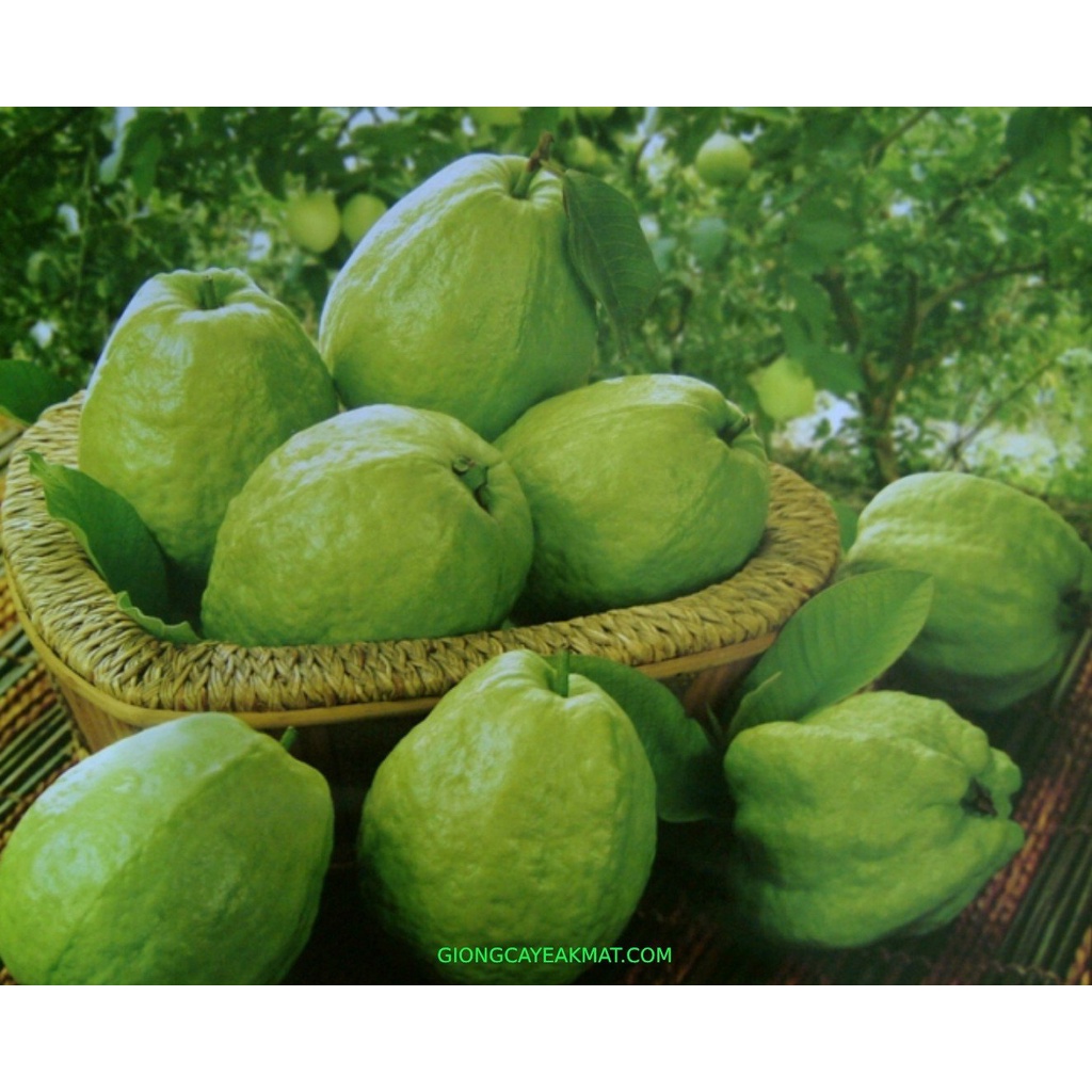 Cây Giống ổi không hạt MT1 (có bảo hành)