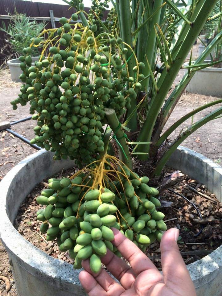 Hạt giống cây chà là Israel - 1 gói 5 hạt ( nảy mầm tốt ) - VTNT1