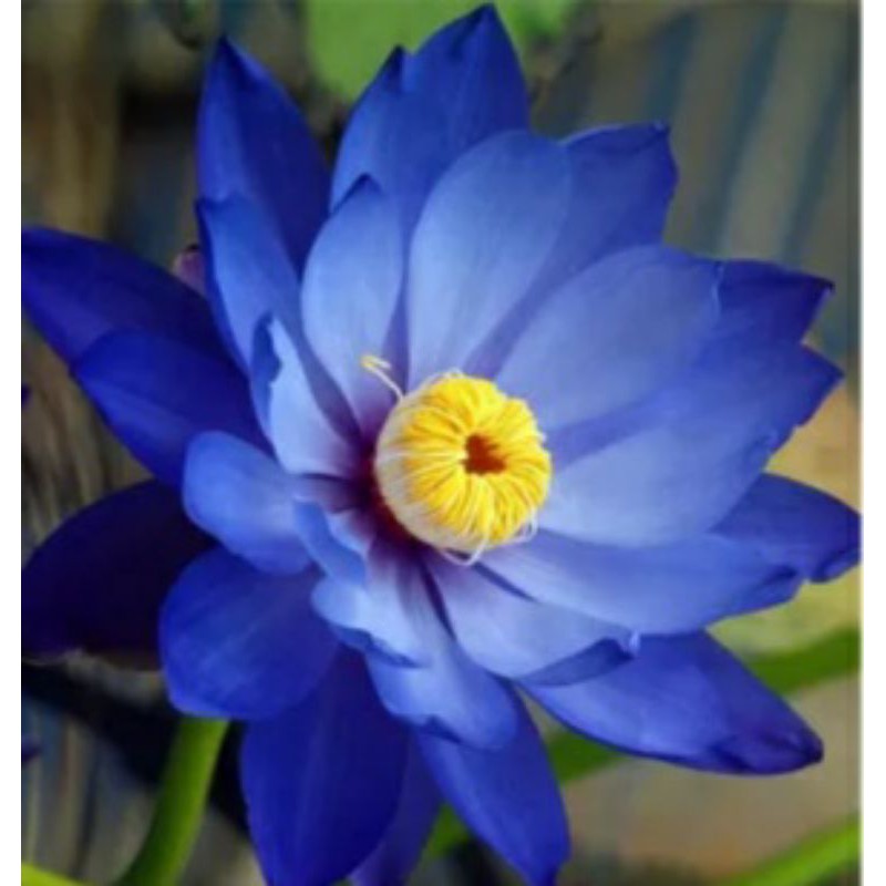 Hạt Sen Đủ Màu Như Hình