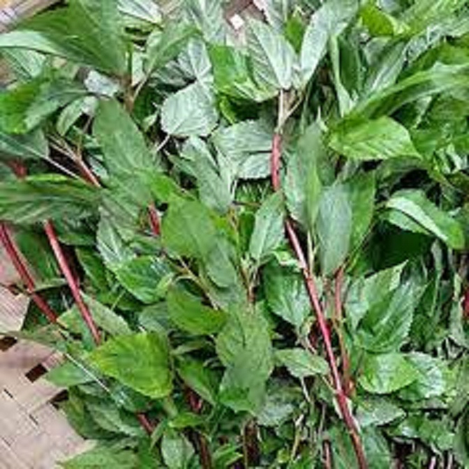 Hạt giống rau đay đỏ dể trồng -gói 20 gam