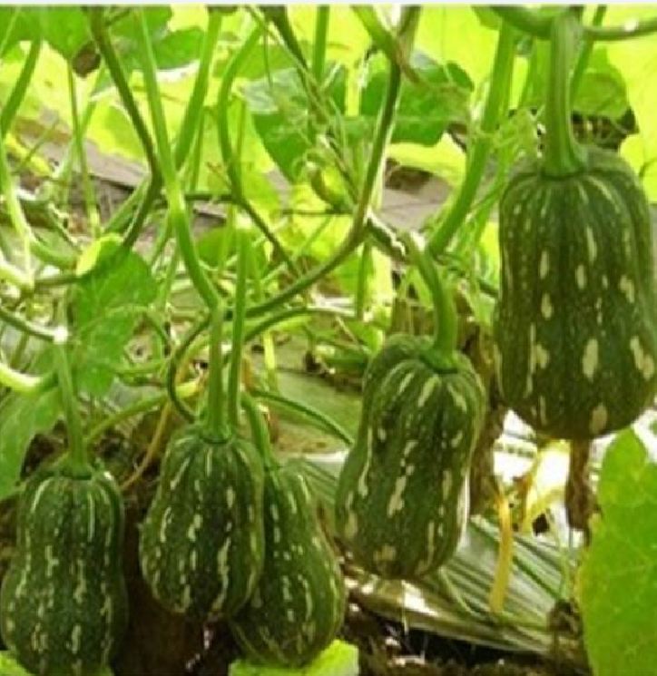 Hạt Giống Bí Hạt Đậu - Bí Đỏ Hạt Đậu ( 1 gói 10 hạt ) - VTNN2