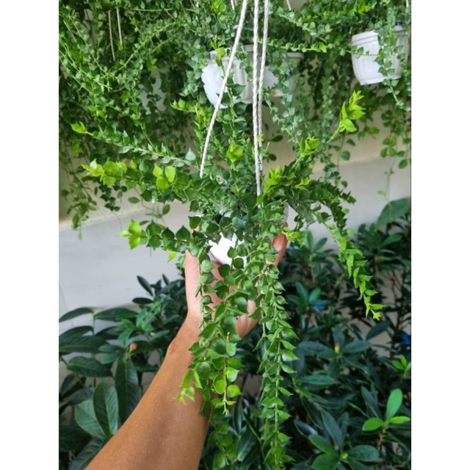Cây lan tim (chậu treo)