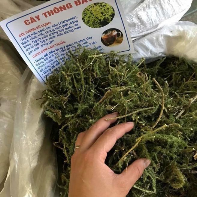 500g cây thông đất