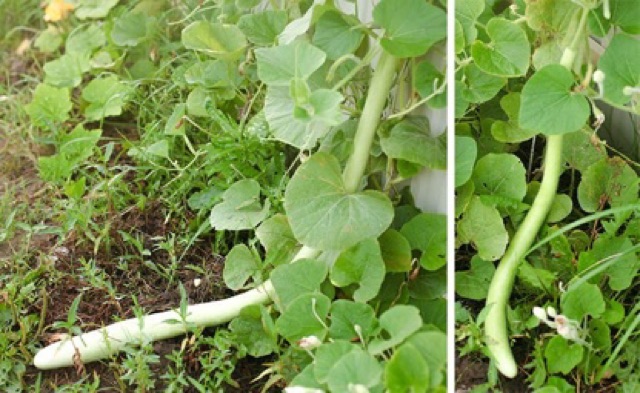 Hạt Giống Bầu Siêu Dài