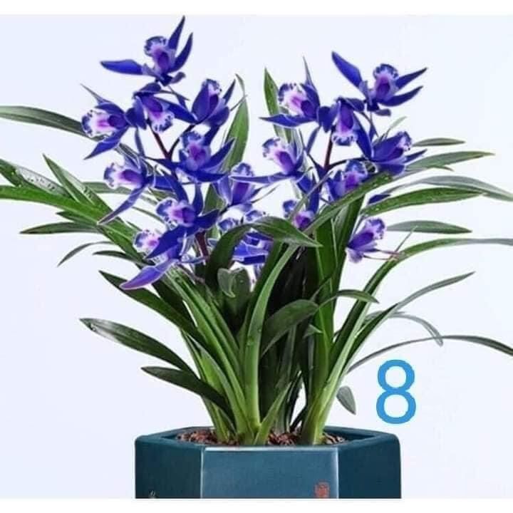 Địa Lan kiếm(1 cây)