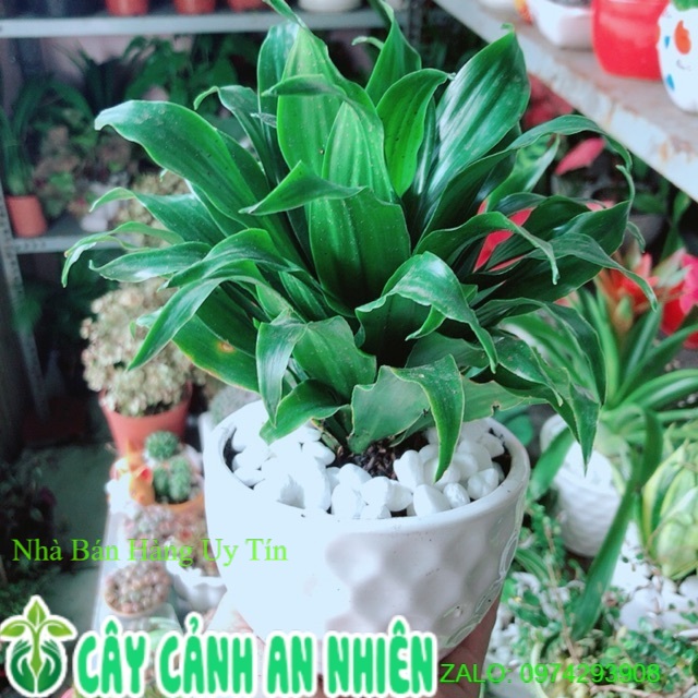 [HCM]Chậu Cây Phát Tài Lá