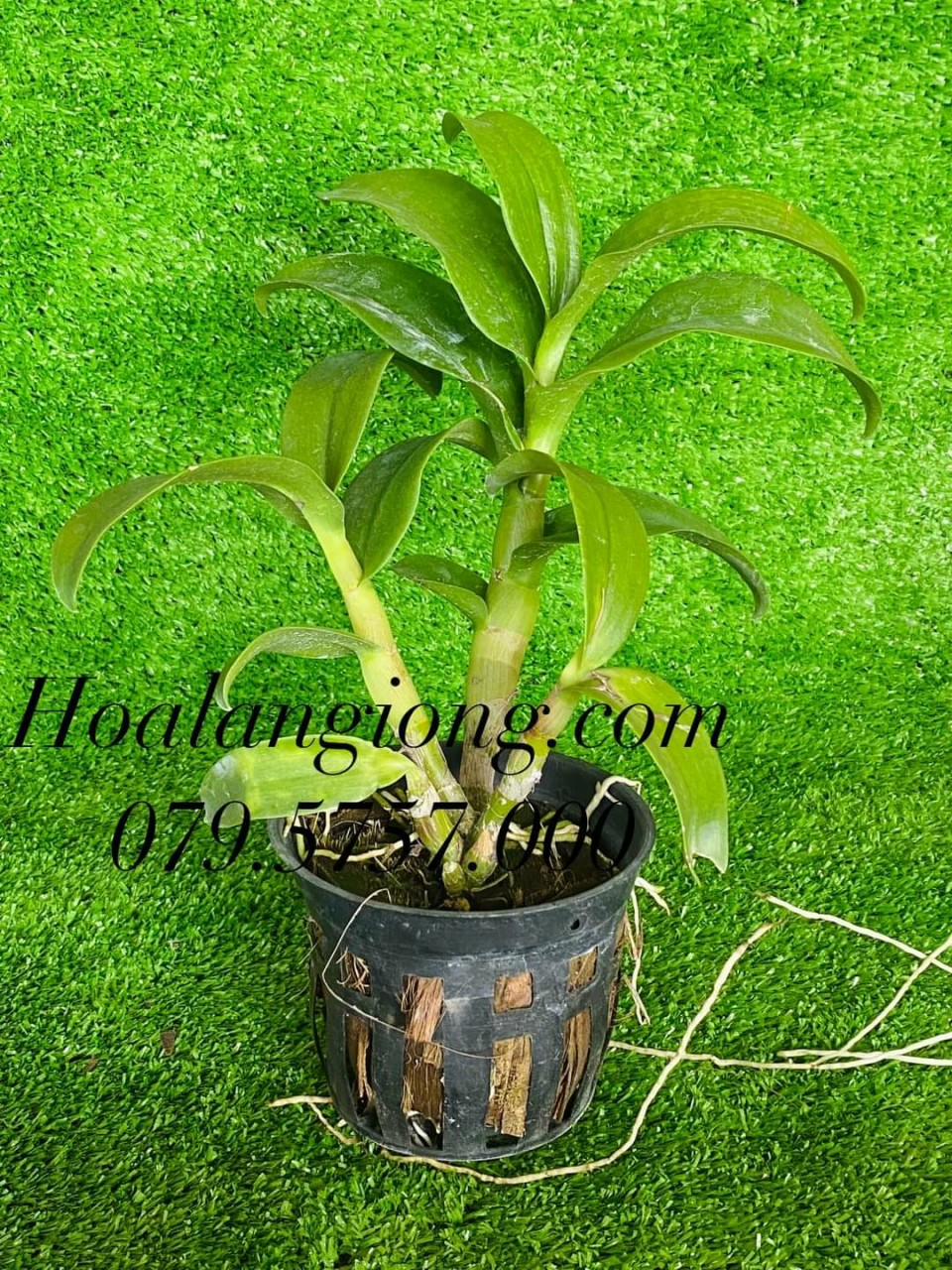 HOA LAN DENRO CỜ ĐỎ XỔ CHỚP 5%