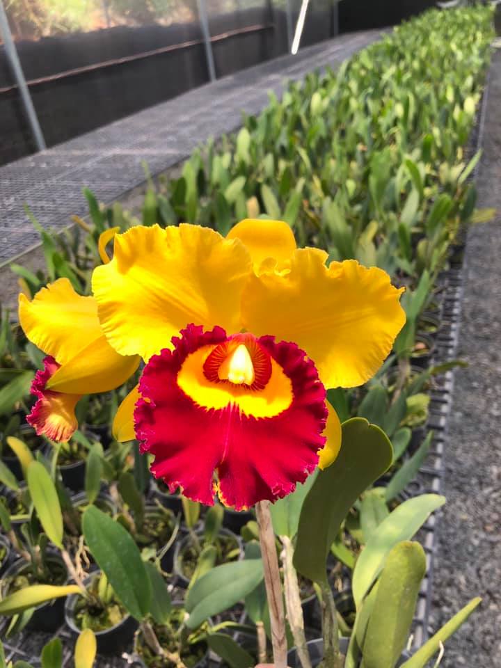 Cattleya- KIM THÁI BÌNH- chậu trưởng thành