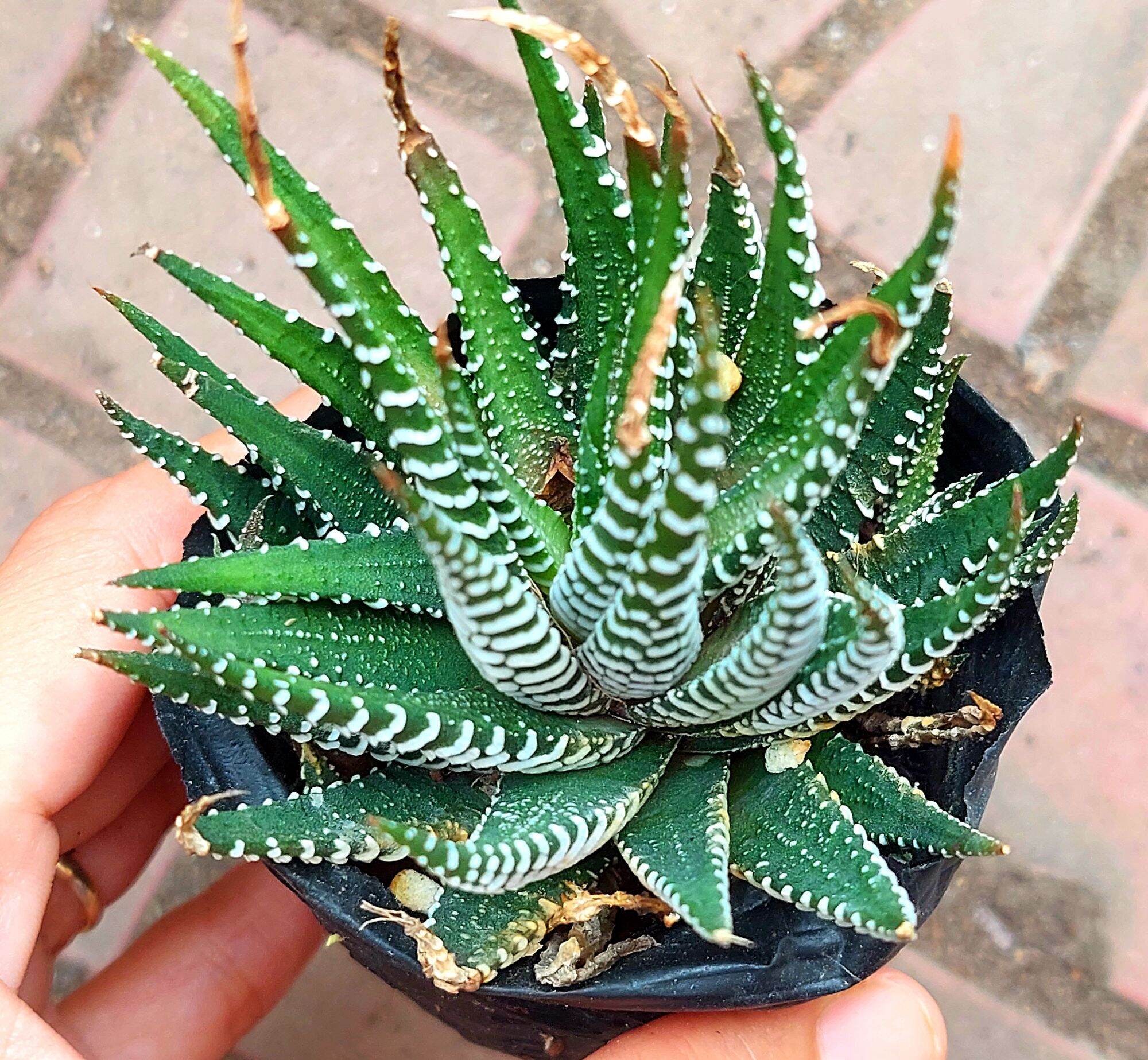 Sen đá MÓNG. RỒNG size bầu