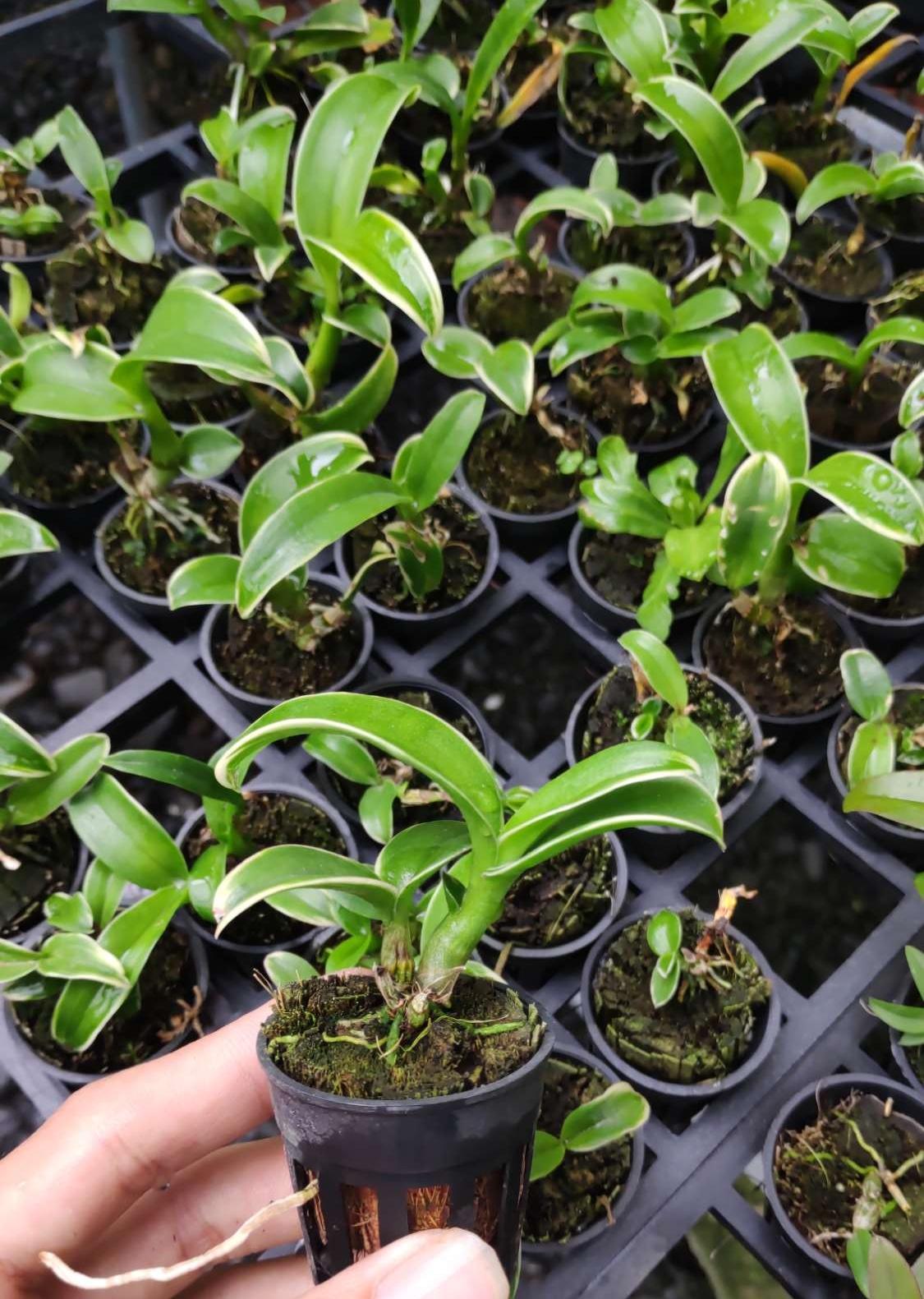 Dendro Orchid with Striped Leaves That Bring Good Fortune