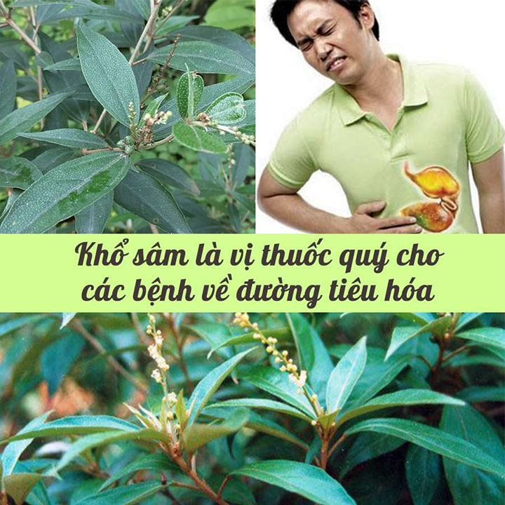 Khổ sâm 1kg