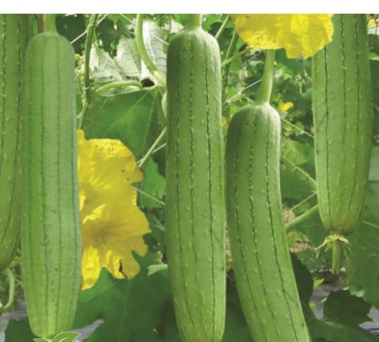 MA34A Gói 10 Hạt Giống Mướp Hương (Luffa cylindrica)