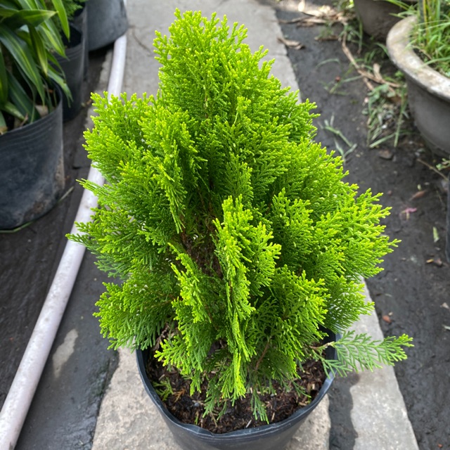 Cây trắc bách diệp - cây cảnh trong nhà
