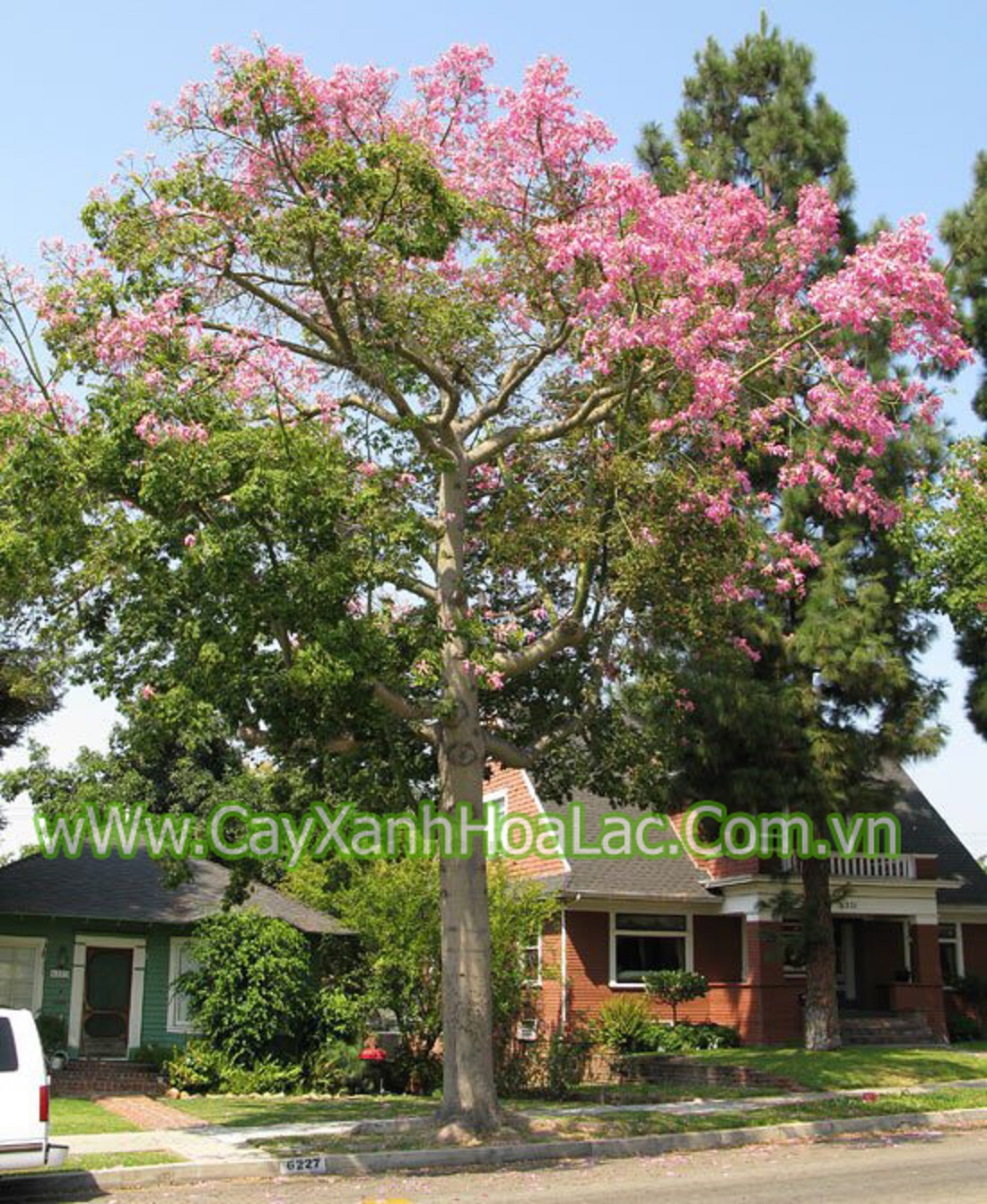 CÂY GIỐNG HOA MỸNHÂN ( Cây Gạo Hồng)