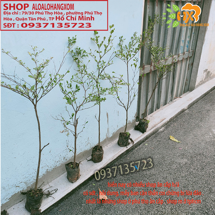 COMBO 3 CÂY BÀNG ĐÀI LOAN CAO TỪ 25-40CM -( BÀNG LÁ NHỎ)