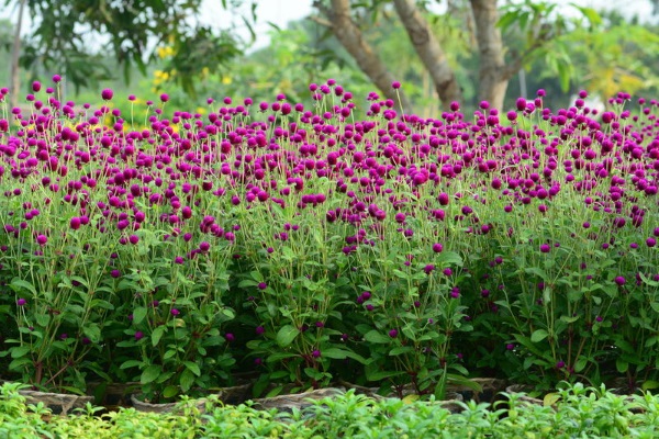 Gói Hạt Giống Hoa Cúc Bách Nhật ( Cúc Nút Áo )