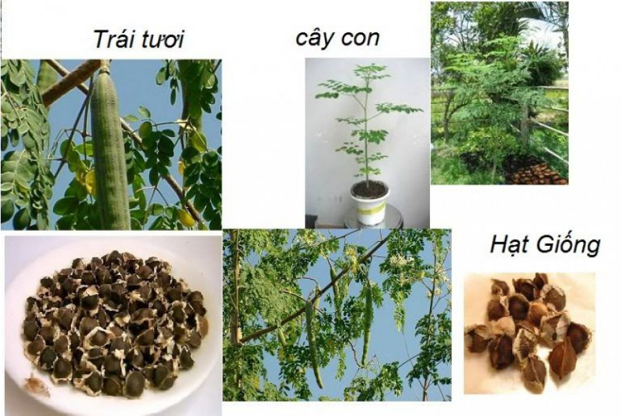 Hạt giống rau chùm ngây Rạng Đông