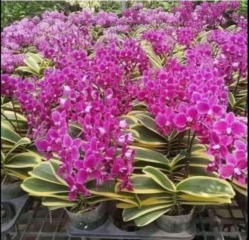 Hoa lan hồ điệp lá biên