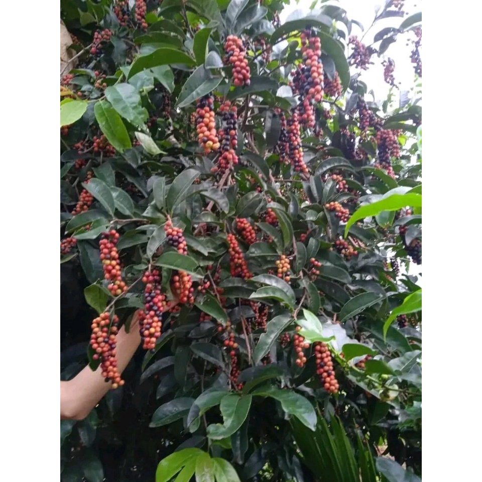 cây Giống chòi mòi ( cây ghép 18 tháng cho trái) (mksieko)