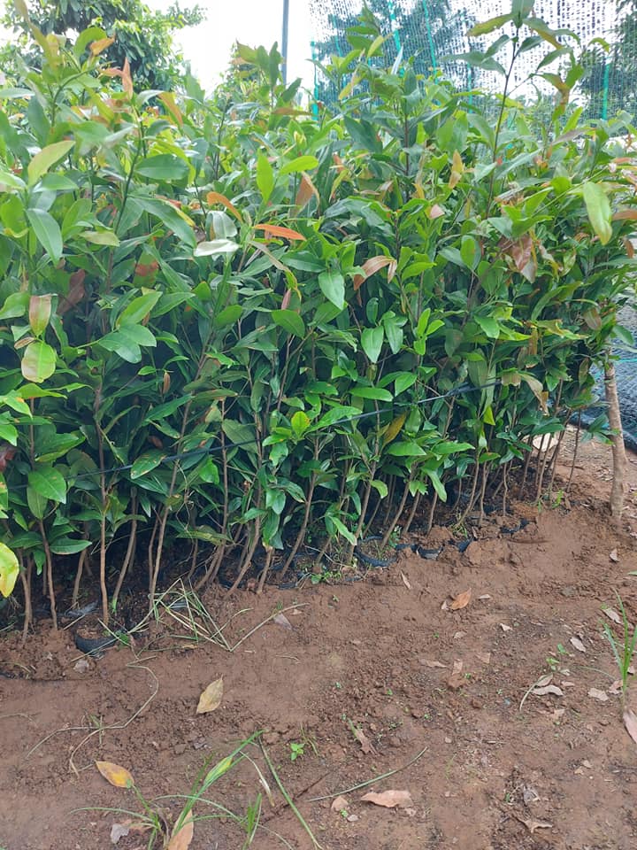 Combo 10 cây mai con quấn rễ (cao từ 40cm đến 45cm)