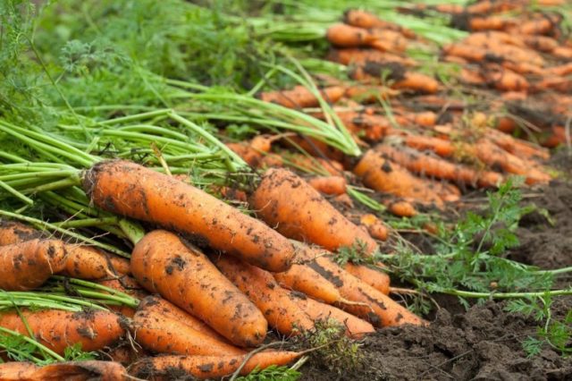 Phân bón NUTRICOMPLEX - NPK 18-18-18+TE