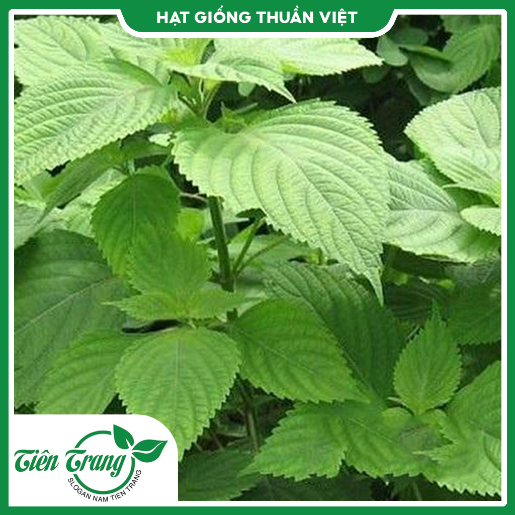 Hạt giống rau kinh giới mv - 70