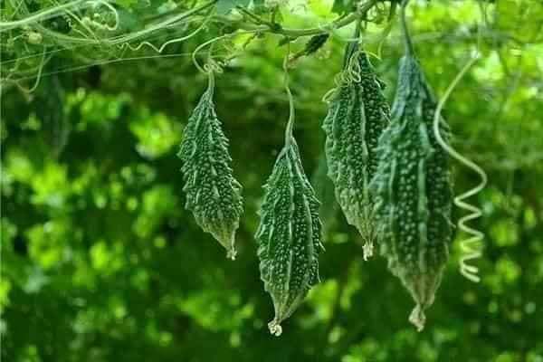 Hạt giống khổ qua rừng
