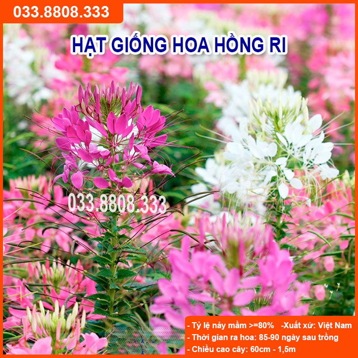 HẠT GIỐNG HOA HỒNG RI - GIỐNG CHUẨN