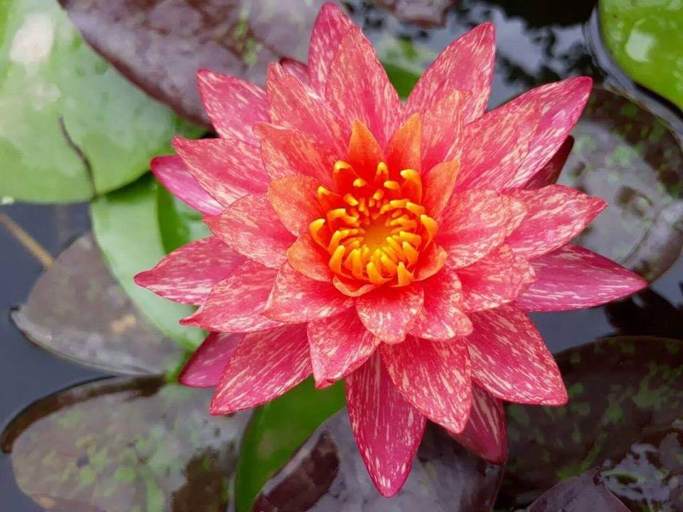 (Chỉ gưi miền bắc- trung ) [RẺ VÔ ĐỊCH] Củ hoa Súng Thái Wanvisa- bảo hành màu sắc