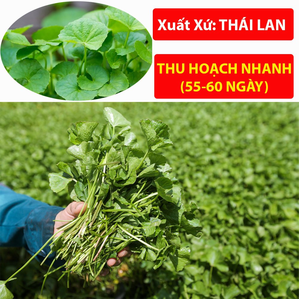 Hạt Giống Rau Má Giàu Dinh Dưỡng