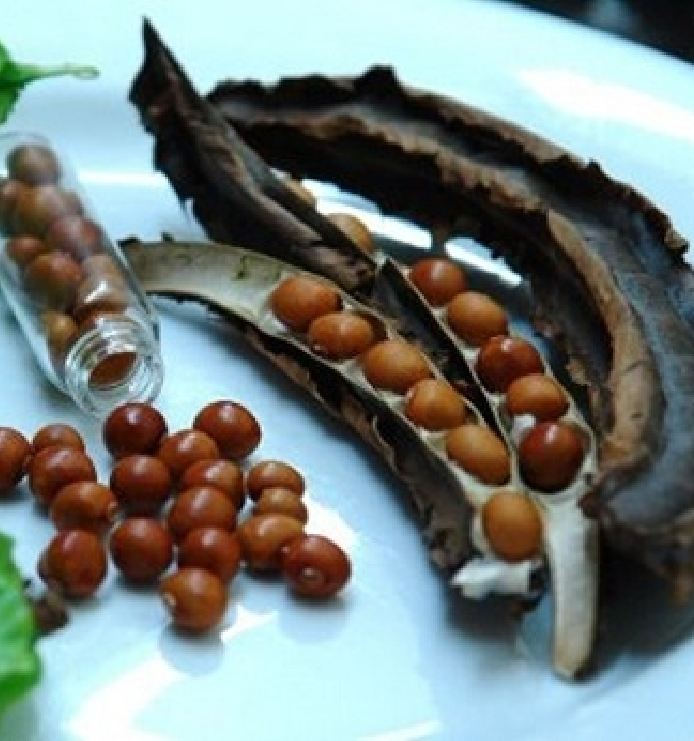 Hạt giống đậu rồng tím thái lan-gói 5gram (tặng kèm phân bón)