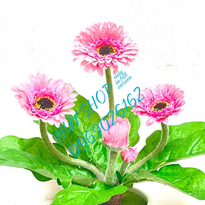 BỤI HOA CÚC ĐỒNG TIỀN VẢI CAO CẤP 25CM