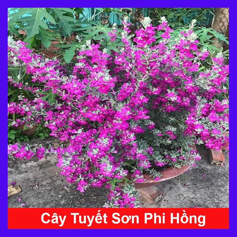 Cây Tuyết Sơn Phi Hồng - Cây cảnh sân vườn - caykiengsadec