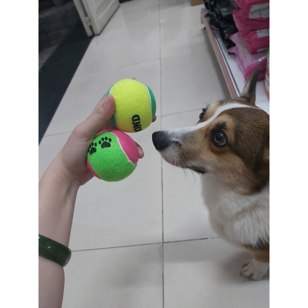 [HCM]Banh tennis - Đồ chơi cho chó mèo