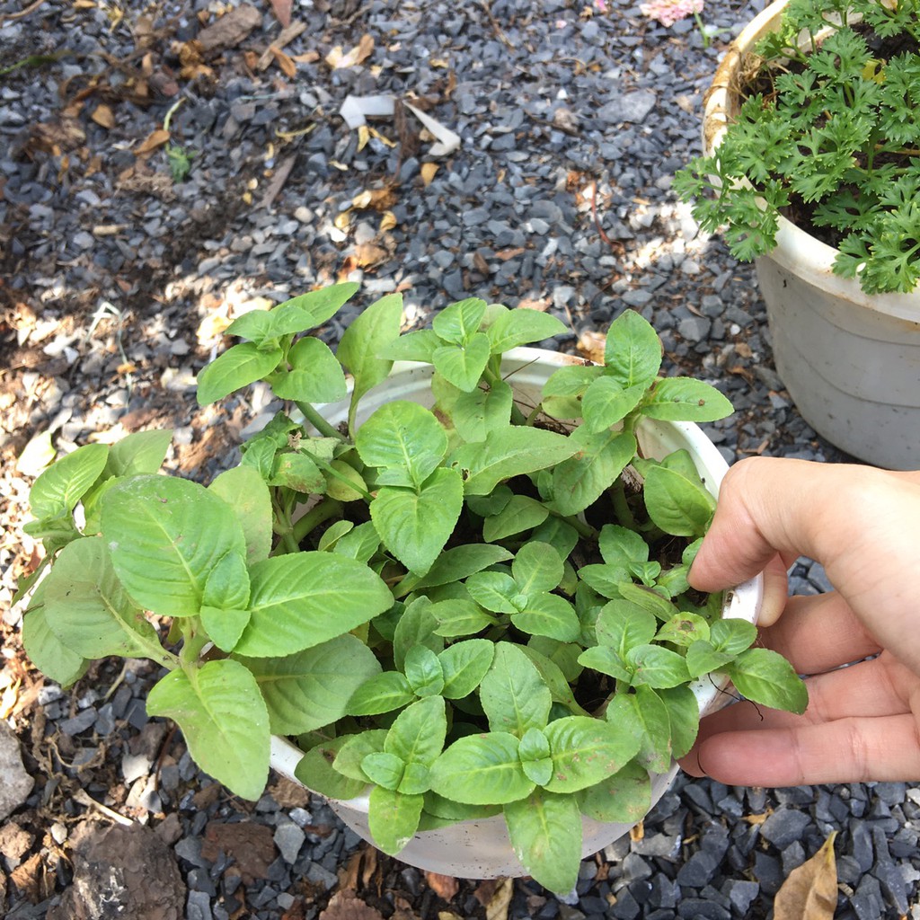- Chậu cây rau Quế Vị Xá Xị Limnophila rugosa - Trang Flowers
