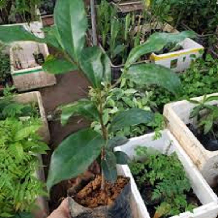 CÂY THỊ GIỐNG