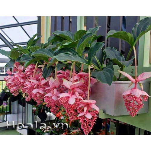 Cây Hoa Hòn Ngọc Viễn Đông- cây size nhỡ