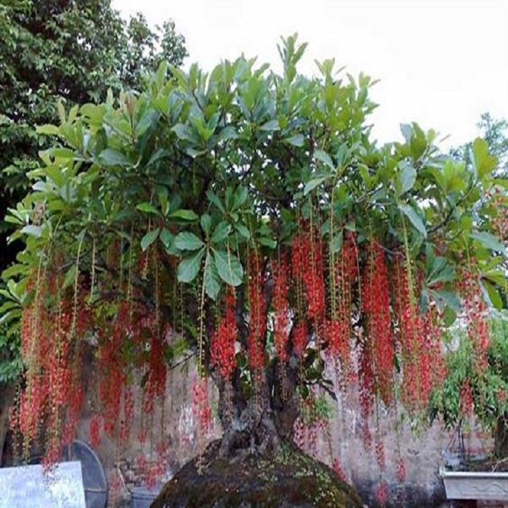 CÂY  LỘC VỪNG GIỐNG