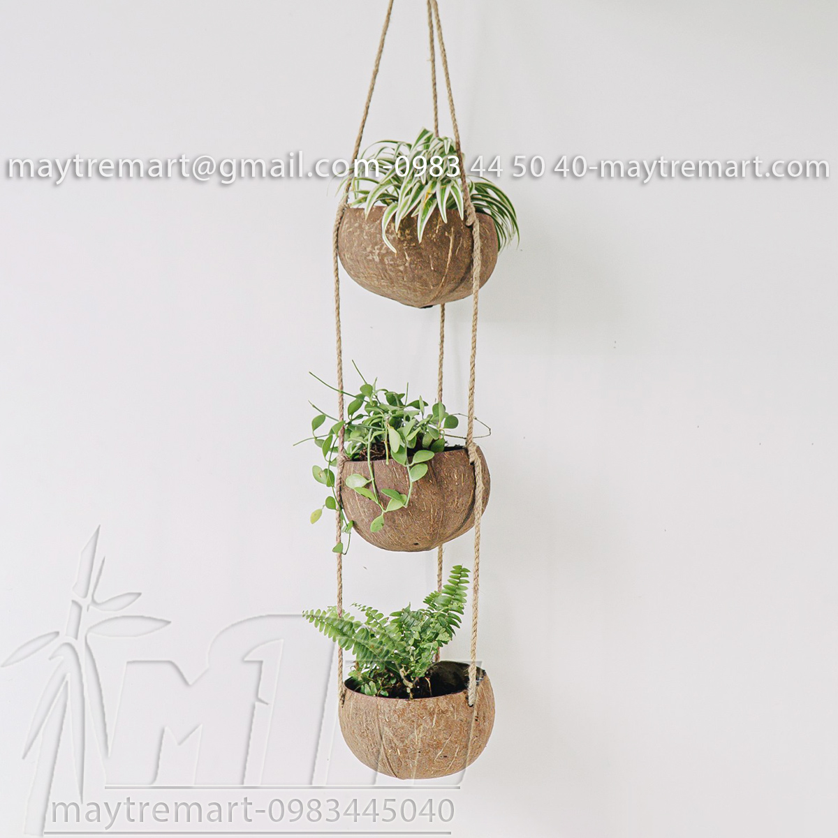 Chậu gáo dừa, dây gáo dừa trồng cây