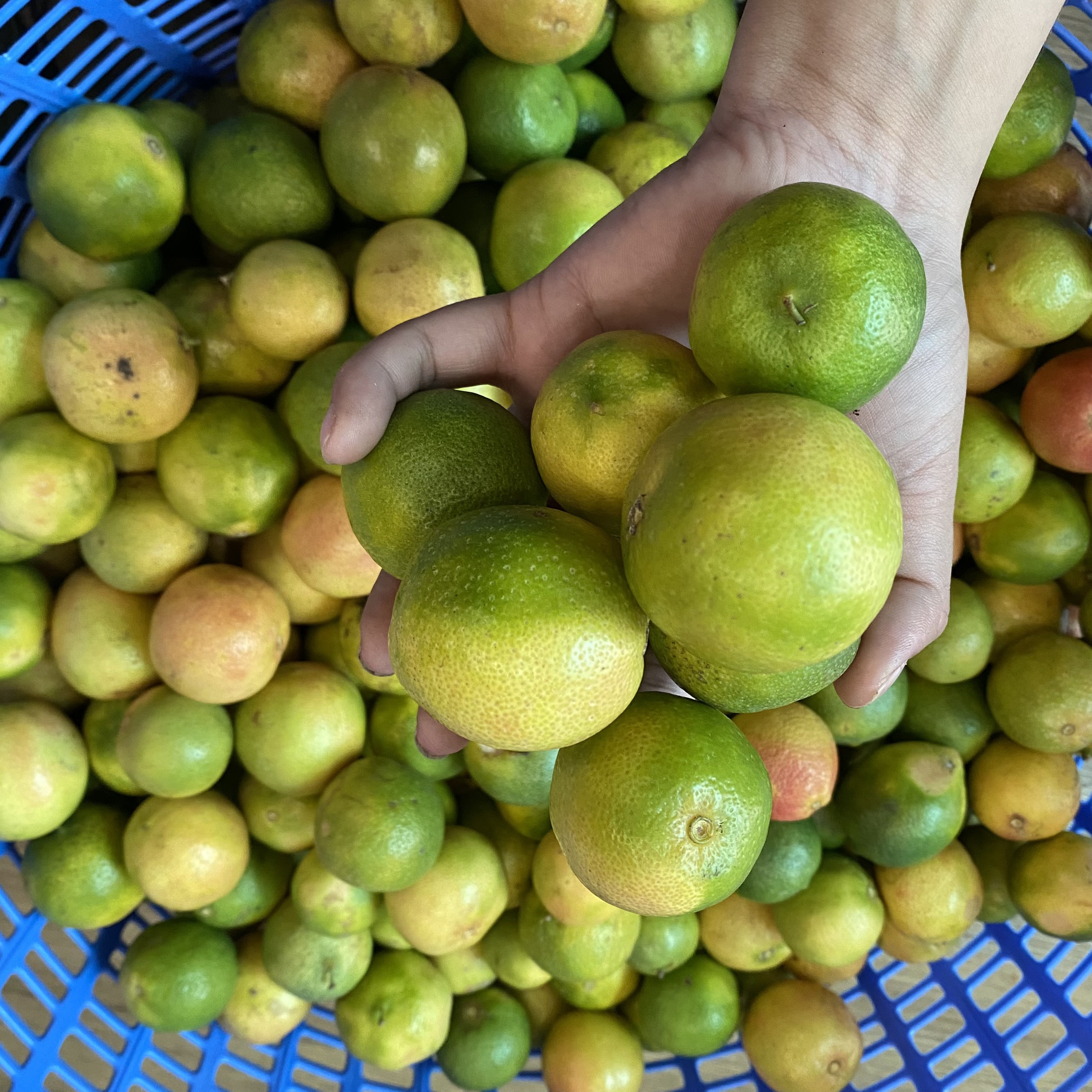CHANH ĐÀO TƯƠI MỌNG NƯỚC 1KG, 500g