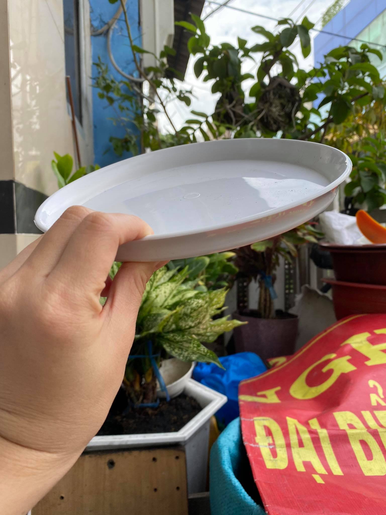 [HCM]chậu nhựa bông lúa 28 (có kèm dĩa lót)