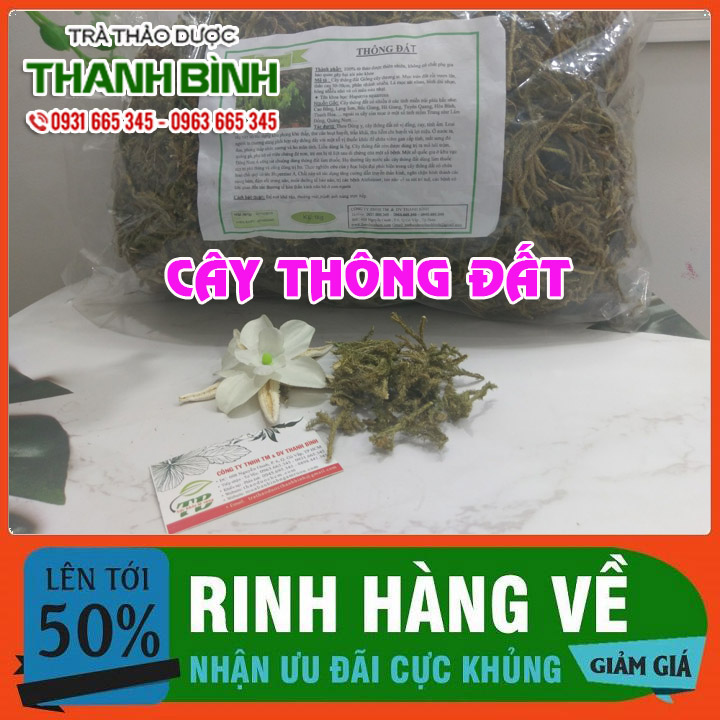 Cây Thông Đất Khô 100G Loại Đặc Biệt - Thảo Dược Thanh Bình