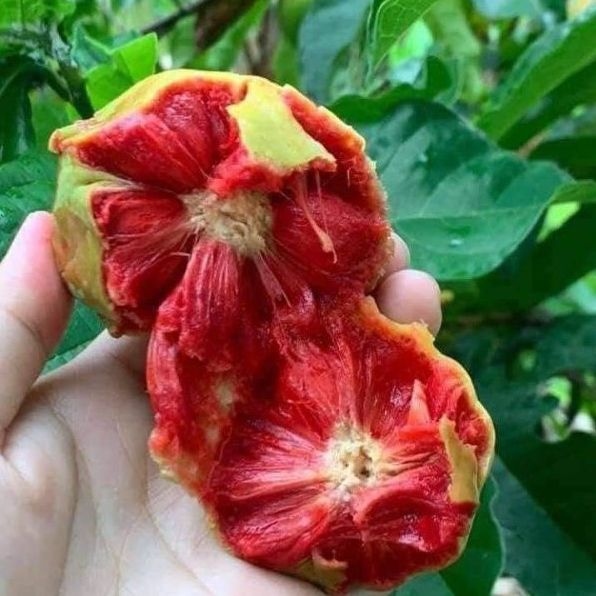 Giống Cây Chay Ruột Đỏ