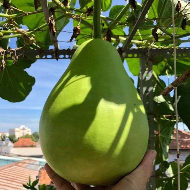 [Seeds] Hạt giống bầu bóng đèn (bầu gáo) RD401, đóng gói 1gr (khoảng 10 hạt)