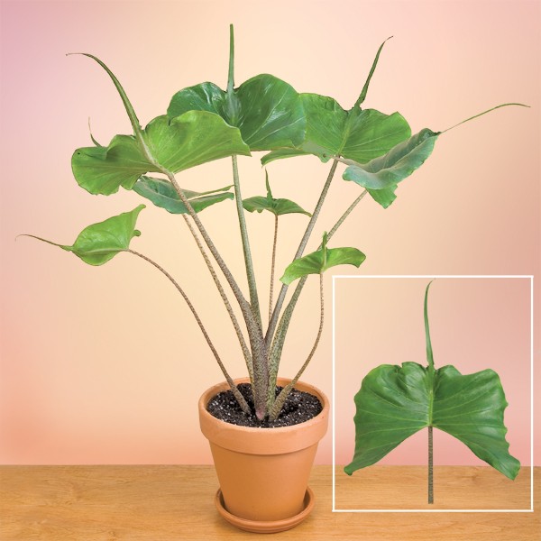 Cây môn cá đuối - Alocasia Stingray - Cây cảnh mini