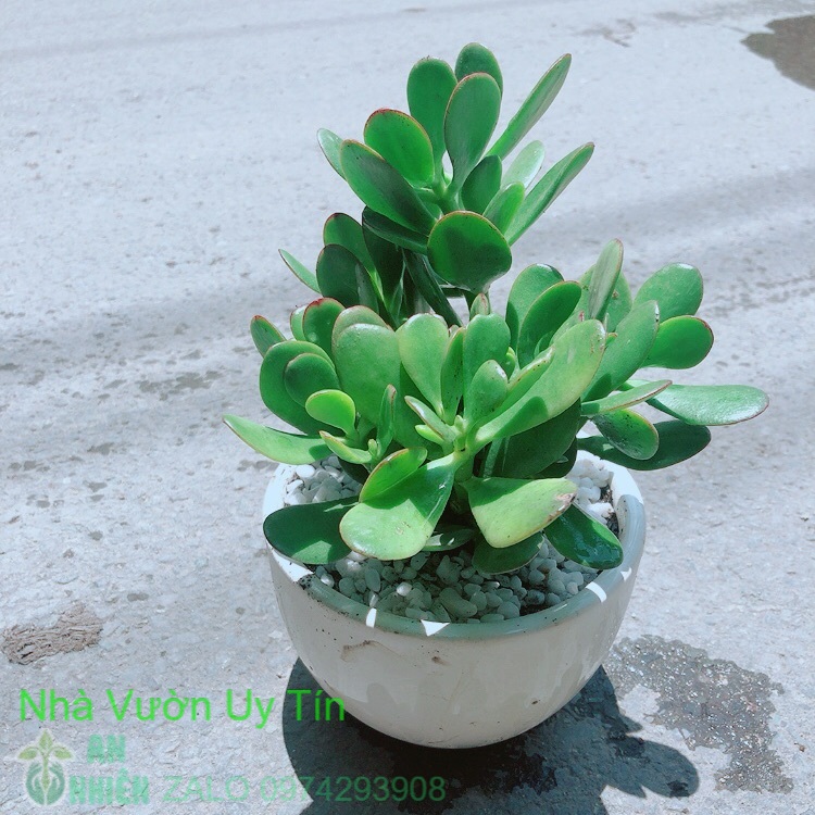 Chậu Cây Ngọc Bích