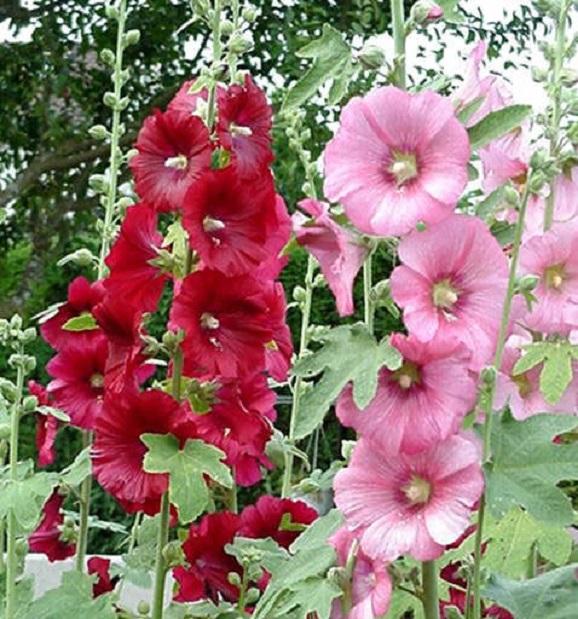 Hạt giống hoa mãn đình hồng 1g