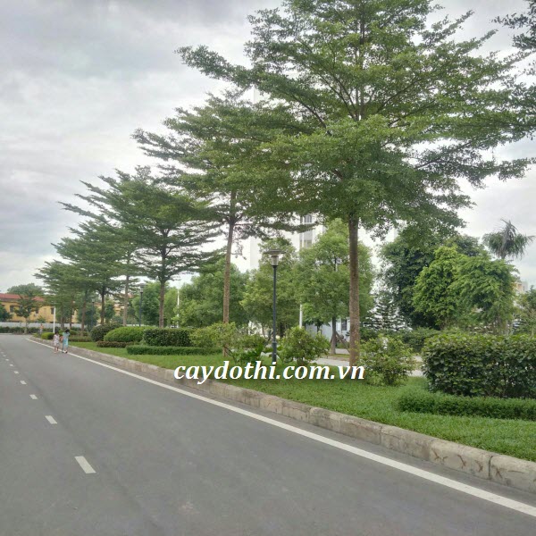 Cây giống bàng Đài Loan