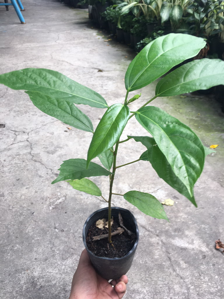 Cây sung nếp giống