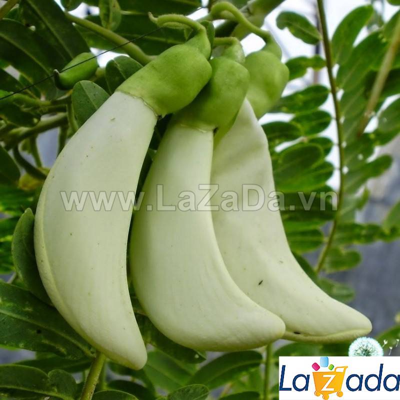 2Gr Hạt Giống Cây Bông So Đũa (C5.301| W2*W35*M194)